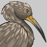 Limpkin